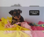 Small #1 Yorkshire Terrier