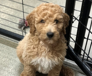 Poodle (Standard) Puppy for sale in CURTIS, NE, USA