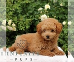 Small #2 Cavapoo