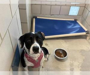 Border Collie-Unknown Mix Dogs for adoption in Grand Prairie, TX, USA
