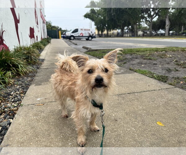 Medium Photo #2 Shih Tzu-Unknown Mix Puppy For Sale in Sanford, FL, USA