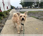 Small #1 Shih Tzu Mix