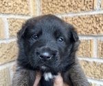 Small Photo #1 Belgian Malinois Puppy For Sale in GLENVIEW, IL, USA