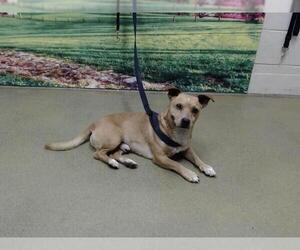 Chihuahua-Unknown Mix Dogs for adoption in Moreno Valley, CA, USA