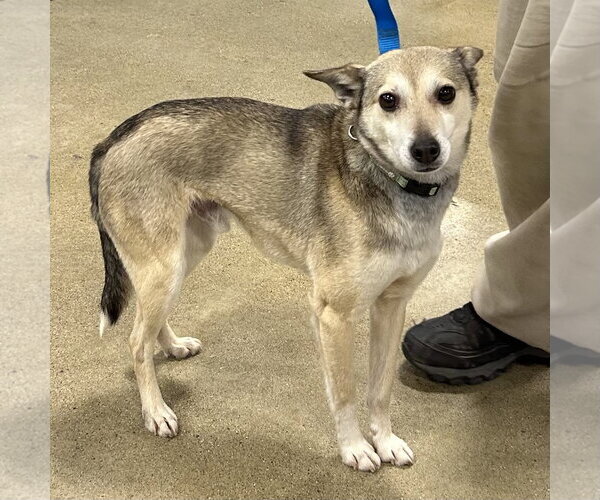 Medium Photo #1 Chihuahua-Unknown Mix Puppy For Sale in Batavia, OH, USA