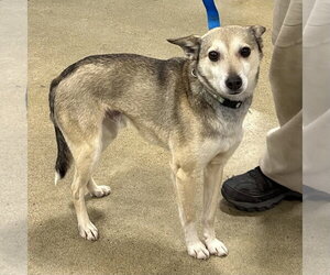 Chihuahua-Unknown Mix Dogs for adoption in Batavia, OH, USA