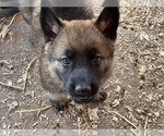 Image preview for Ad Listing. Nickname: Puppy 1