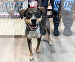 Small Australian Shepherd Mix