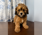 Small #9 Shih-Poo