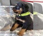 Small #33 Rottweiler