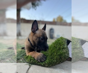 Belgian Malinois Puppy for sale in FRESNO, CA, USA