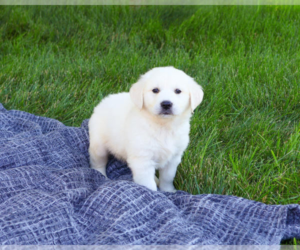 Medium Photo #7 English Cream Golden Retriever Puppy For Sale in SYRACUSE, IN, USA