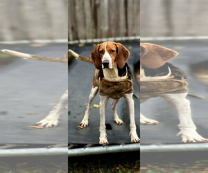 Jethro - Male Coonhound Dog for Adoption - Photo #2