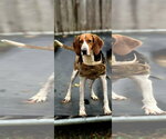 Small Photo #2 Coonhound Puppy For Sale in Jackson, MS, USA