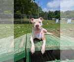 Small #1 American Bulldog Mix