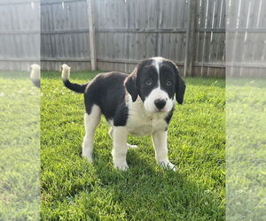Australian Shepherd-Great Pyrenees Mix Dogs for adoption in Aurora, IN, USA