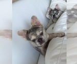 Saint - Female French Bulldog Puppy for Sale - Photo #2
