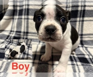 Medium Boston Terrier