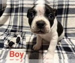 Puppy Puppy 3 Boston Terrier