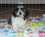 Small Photo #2 Mal-Shi Puppy For Sale in ORO VALLEY, AZ, USA