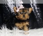 Small #3 Yorkshire Terrier