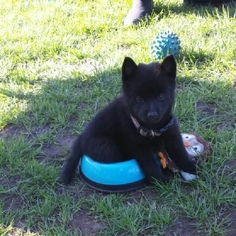Schipperke Puppy for sale in GRIFFITH, IN, USA