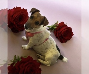 Jack Russell Terrier Puppy for sale in NASHVILLE, NC, USA