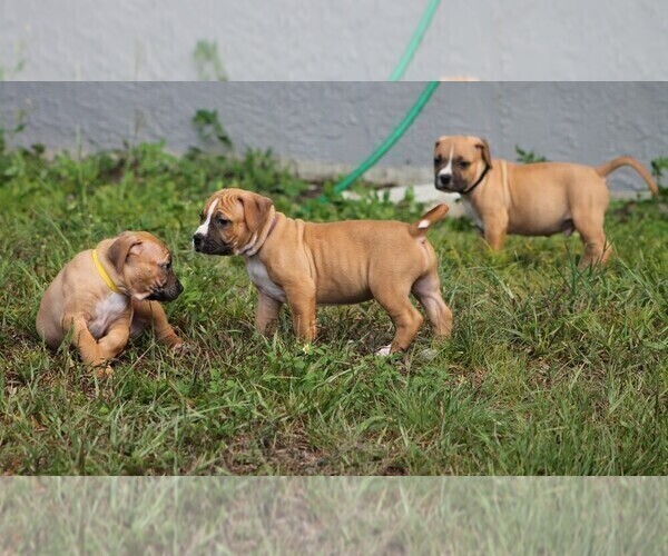 Medium Photo #31 American Pit Bull Terrier Puppy For Sale in NAPLES, FL, USA