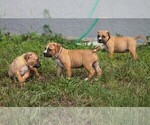 Small Photo #31 American Pit Bull Terrier Puppy For Sale in NAPLES, FL, USA