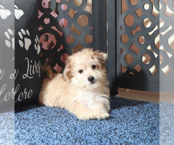 Medium Photo #4 Yo-Chon Puppy For Sale in MOUNT VERNON, OH, USA