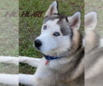 Small #2 Siberian Husky