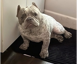 Father of the American Bully puppies born on 04/24/2026
