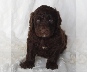 Golden Newfie Doodle Puppy for sale in FREDERICKSBURG, OH, USA