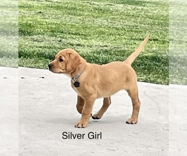 Medium Photo #4 Labrador Retriever Puppy For Sale in LOGAN, UT, USA