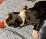 Small Photo #24 Australian Shepherd Puppy For Sale in SYLVA, NC, USA