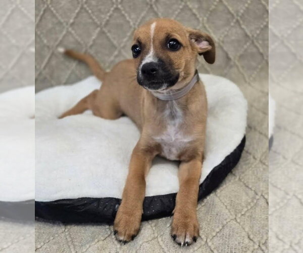 Medium Photo #1 Chihuahua-Unknown Mix Puppy For Sale in Lakewood, CO, USA