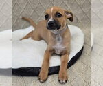 Small Chihuahua Mix