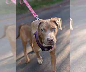 Unknown-Weimaraner Mix Dogs for adoption in Bellingham, WA, USA