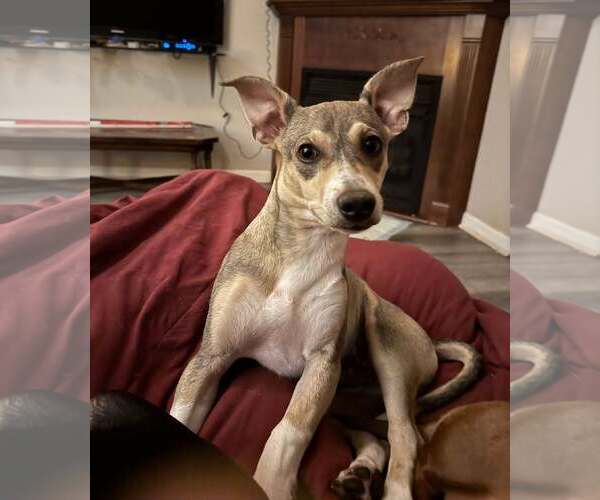 Medium Photo #8 Chihuahua-Unknown Mix Puppy For Sale in Arlington, VA, USA