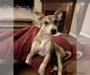 Wilson - Male Chihuahua-Unknown Mix Dog for Adoption - Photo #8