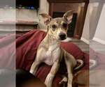 Small Photo #8 Chihuahua-Unknown Mix Puppy For Sale in Arlington, VA, USA