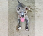Small #5 American Pit Bull Terrier-American Staffordshire Terrier Mix