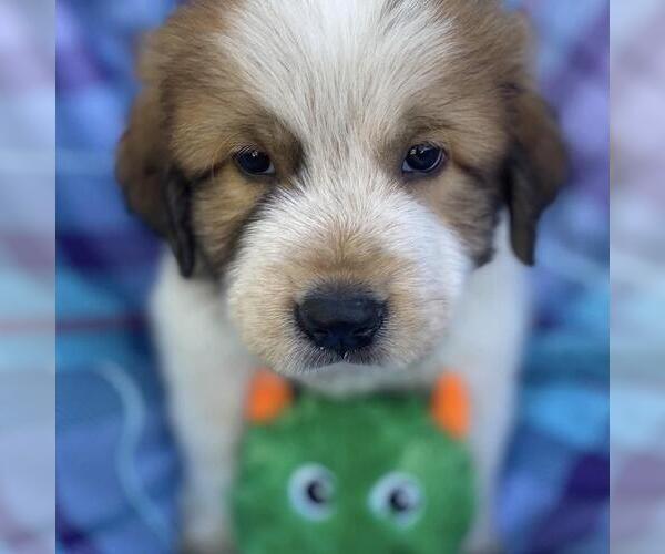 Medium Photo #2 Great Pyrenees-Unknown Mix Puppy For Sale in San Diego, CA, USA