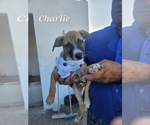 Chihuahua-Labrador Retriever Mix Dogs for adoption in Virginia Beach, VA, USA