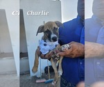 Small Chihuahua-Labrador Retriever Mix