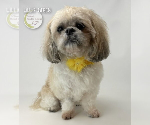 Medium Photo #3 Shih Tzu Puppy For Sale in Benton, LA, USA
