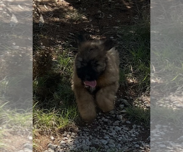 Medium Photo #5 Bouvier Des Flandres Puppy For Sale in BLANCO, TX, USA