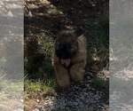 Small #4 Bouvier Des Flandres