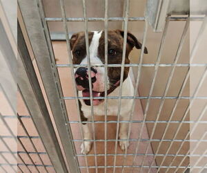 Mutt Dogs for adoption in Ogden, UT, USA