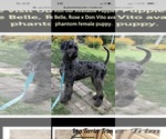 Small Photo #1 Goldendoodle Puppy For Sale in WALDO, OH, USA